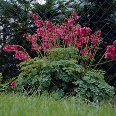 Van Zyverden Bleeding Hearts Luxuriant - 1 Root