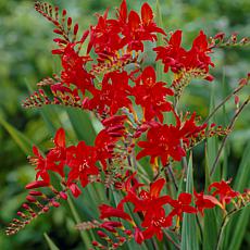 Van Zyverden Crocosmia Lucifer Set of 6 Bulbs