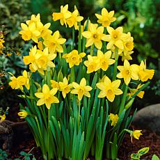 Van Zyverden Daffodils Tete A Tete Set of 6 Bulbs