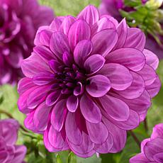 Van Zyverden Dahlias Blue Bell Set of 5 Bulbs
