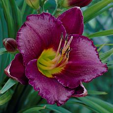 Van Zyverden Daylilies Bela Lugosi - Set of 3 Roots