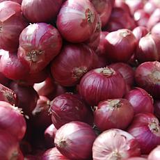 Van Zyverden Dutch Shallots Red Set of 25 Bulbs