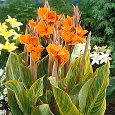 Van Zyverden Giant Cannas Striata Set of 9 Bulbs