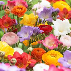 Van Zyverden Grand Freesia and Ranunculus Blend 10 Bulbs