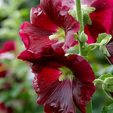 Van Zyverden Hollyhocks Alcea Rosea Red Set of 5 Roots