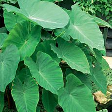 Van Zyverden Jumbo Elephant Ears Landscape Pack - 36 Bulbs