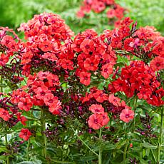 Van Zyverden Orange Perfection Tall Phlox Paniculata - Set of 5 Roots