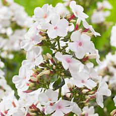 Van Zyverden Popeye Tall Phlox Paniculata - Set of 5 Roots
