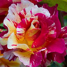 Van Zyverden Roses Maurice Utrillo - 1 Root