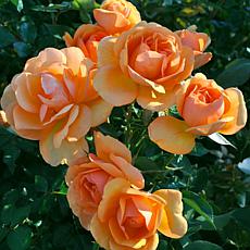 Van Zyverden Roses South Africa Sunbelt Stock - 1 Root