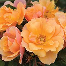 Van Zyverden Roses Tequila Stock - 1 Root