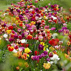 Van Zyverden Tulips Economy Medley of Varieties Set of 7 Bulbs