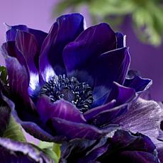 Van Zyverden Wind Flowers Anemones Darkest Blue 10 Bulbs