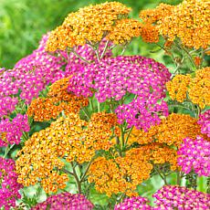 Van Zyverden Yarrow Fragrant Terracotta Blend - Set of 8 Roots