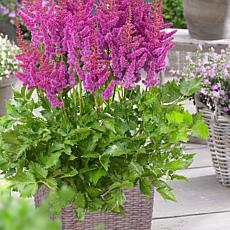 VanZyverden Astilbe Visions® Kit w/ Planter, Planting Medium and Roots