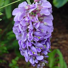 Wisteria Amethyst Falls 4" Potted Rocketliners®