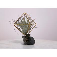 Wood and Wine Succulents Yelena Smokey Quartz and Colossus Air Plant