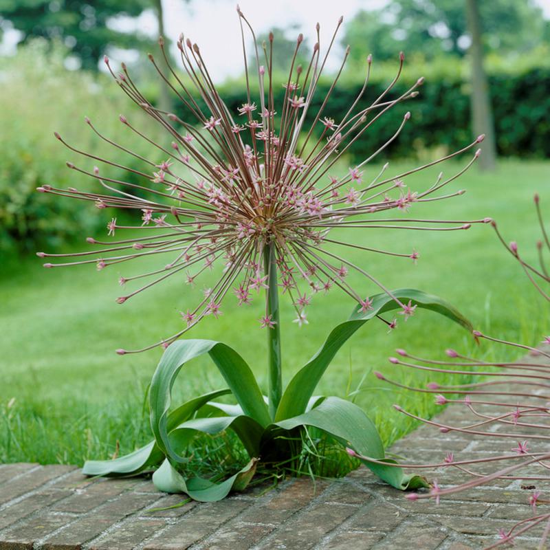Allium Schubertii Set of 3 Bulbs