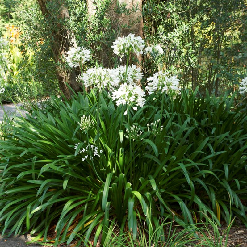 Vanzyverden Agapanthus White Roots 3-pack - 9931002 