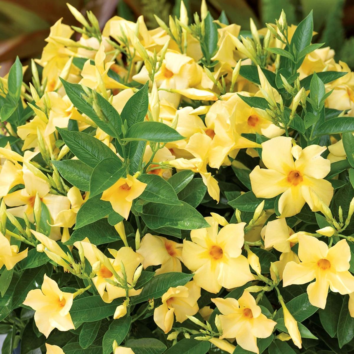 Leaf & Petal 2Piece Sunbeam Yellow Mandevilla 20745719 HSN