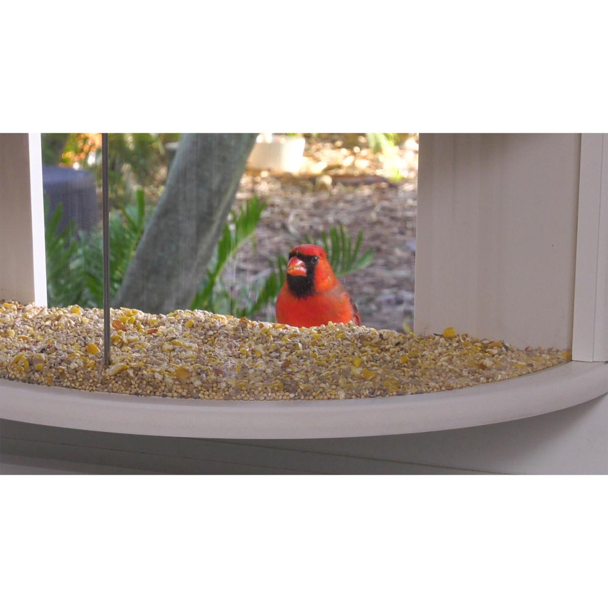 Improvements 180 Degree View Window Bird Feeder 21654007 HSN