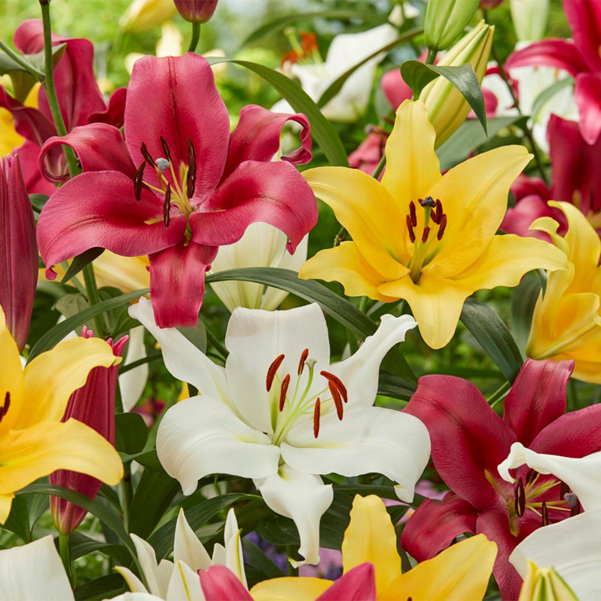 Lilies Fragrant Orienpet Blend Set of 9 Bulbs 9402957 HSN
