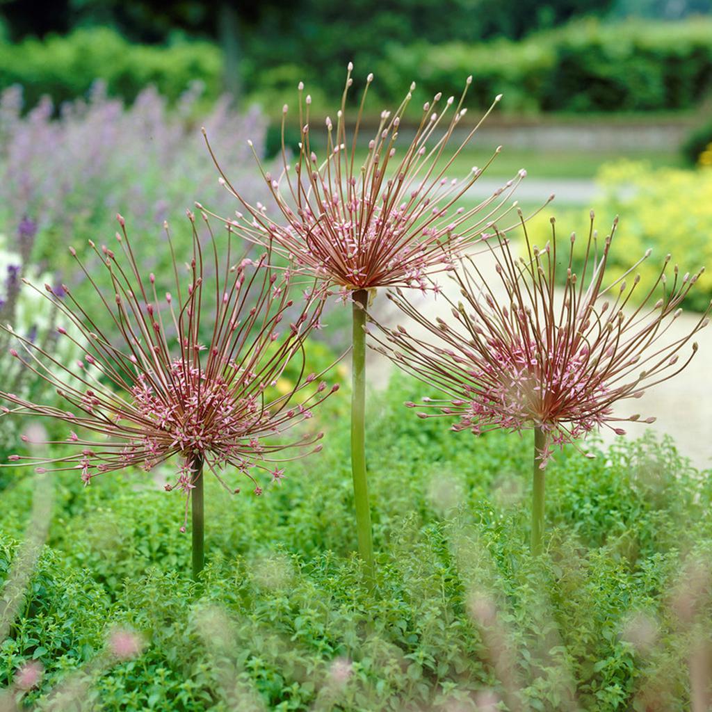［新品］SLOTHREAT Allium Allium Schubertii Set of 3 Bulbs - 9214583 | HSN