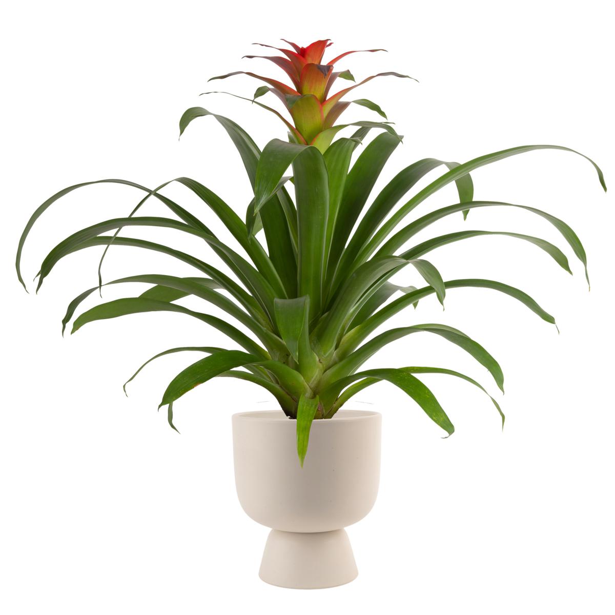 Costa Farms Live 20 Tall Bromeliad Indoor Plant In D cor 20794231 HSN