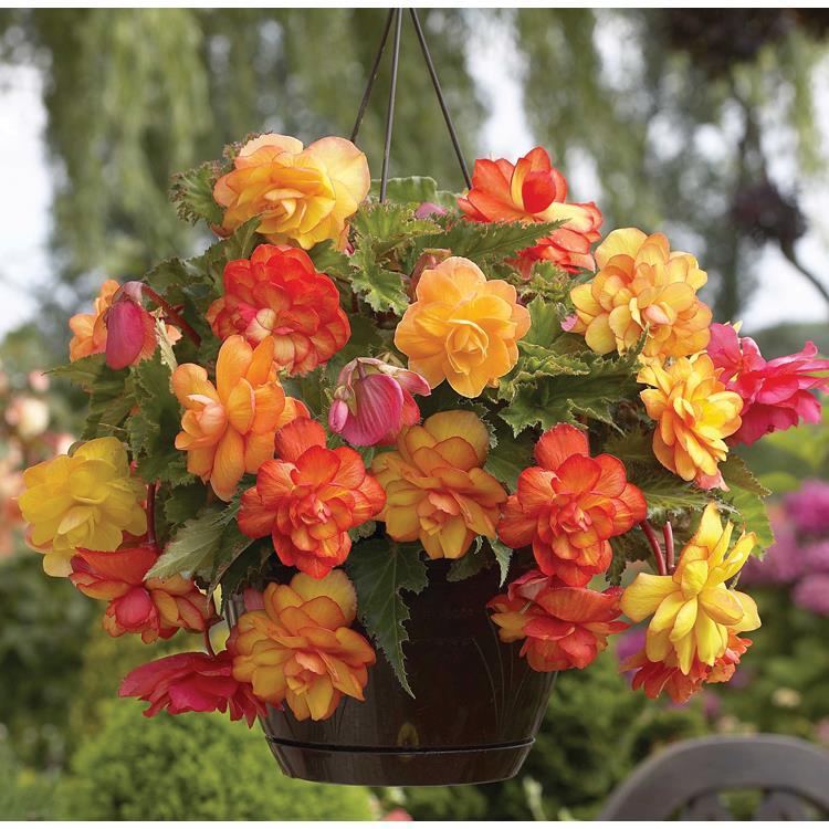 Hanging Basket Begonias Golden Balcony Set of 5 Bulbs | HSN