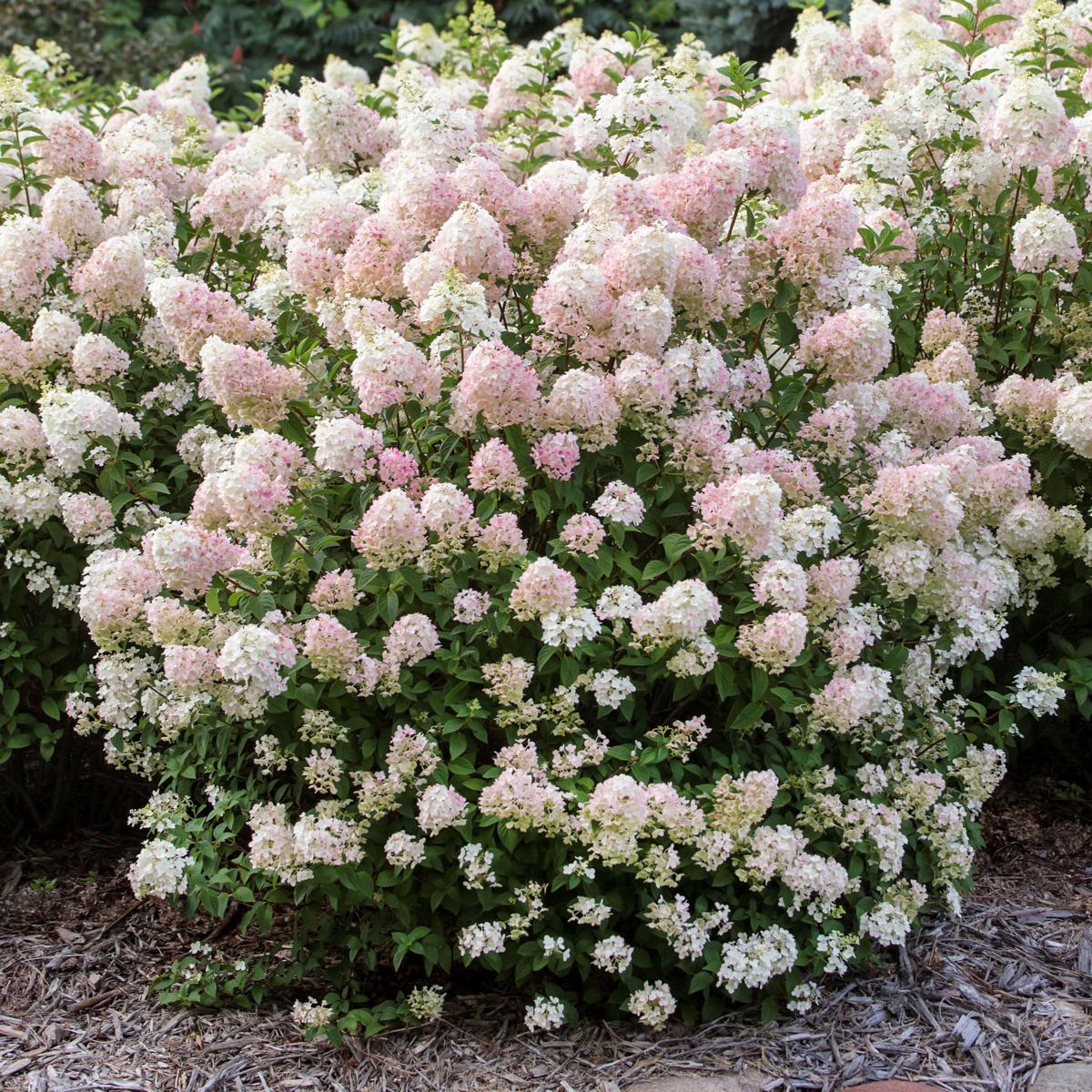 Leaf & Petal 1-Piece Strawberry Sundae Hydrangea - 23520959