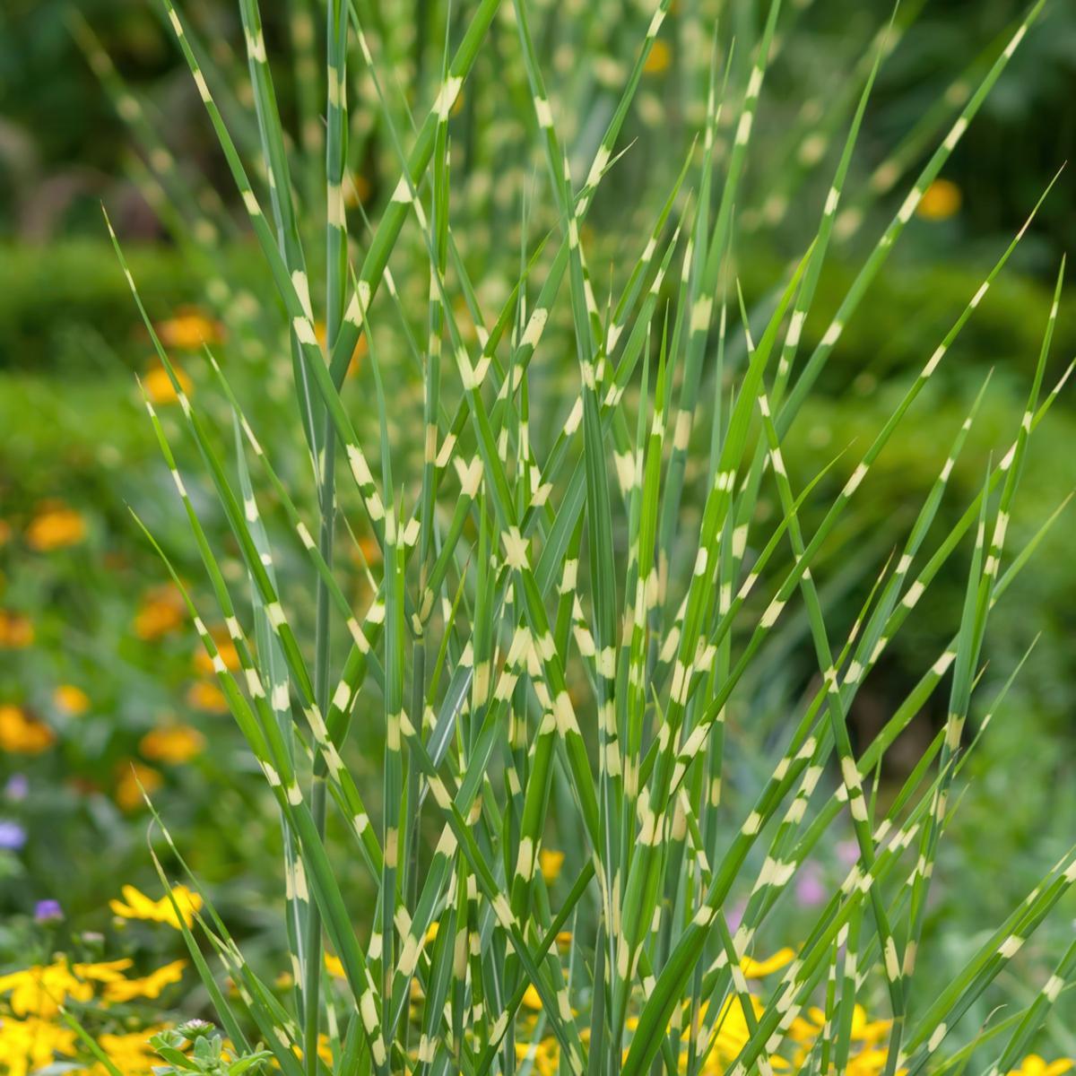 Leaf & Petal 2-Piece Bandwidth Dwarf Maiden Grass | HSN