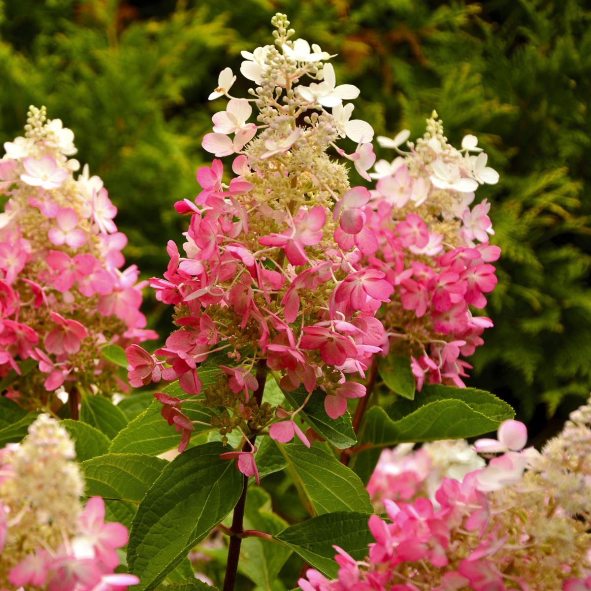 Hydrangea4937　0602 Hydrangea Shrubs 3 Gallon, 2-pack | Costco