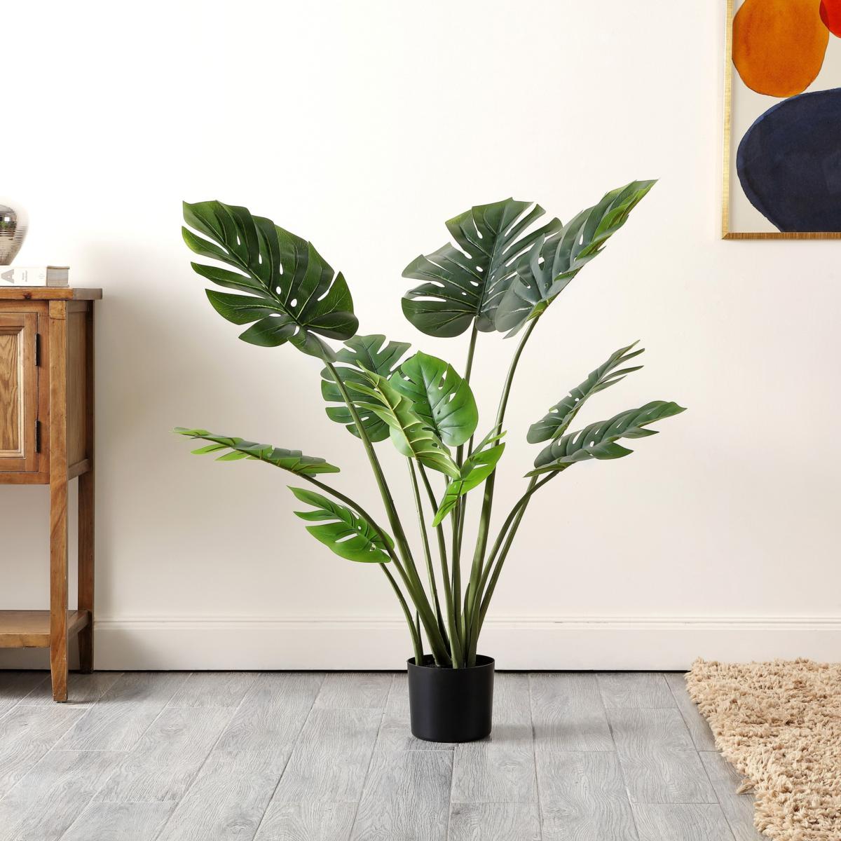 where can i buy a pothos plant Giant Hawaiian Pothos starter plant **(ALL plants require you to purchase  ANY 2 plants!)**