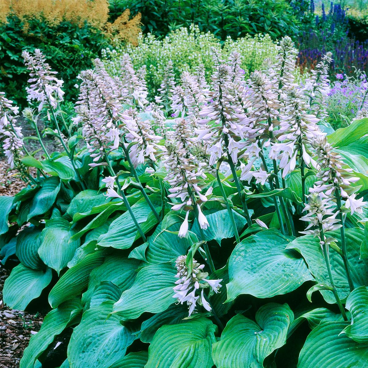 Van Zyverden Blue Angel Hosta - Set of 3 Roots - 20439130 | HSN