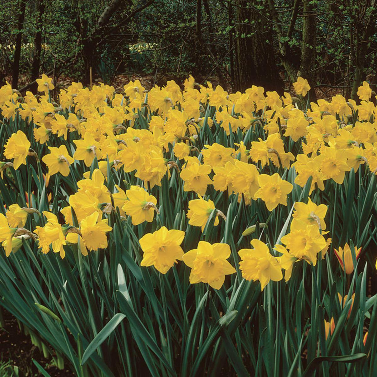 Van Zyverden Daffodils Classic Improved King Alfred, Set of 25 Bulbs