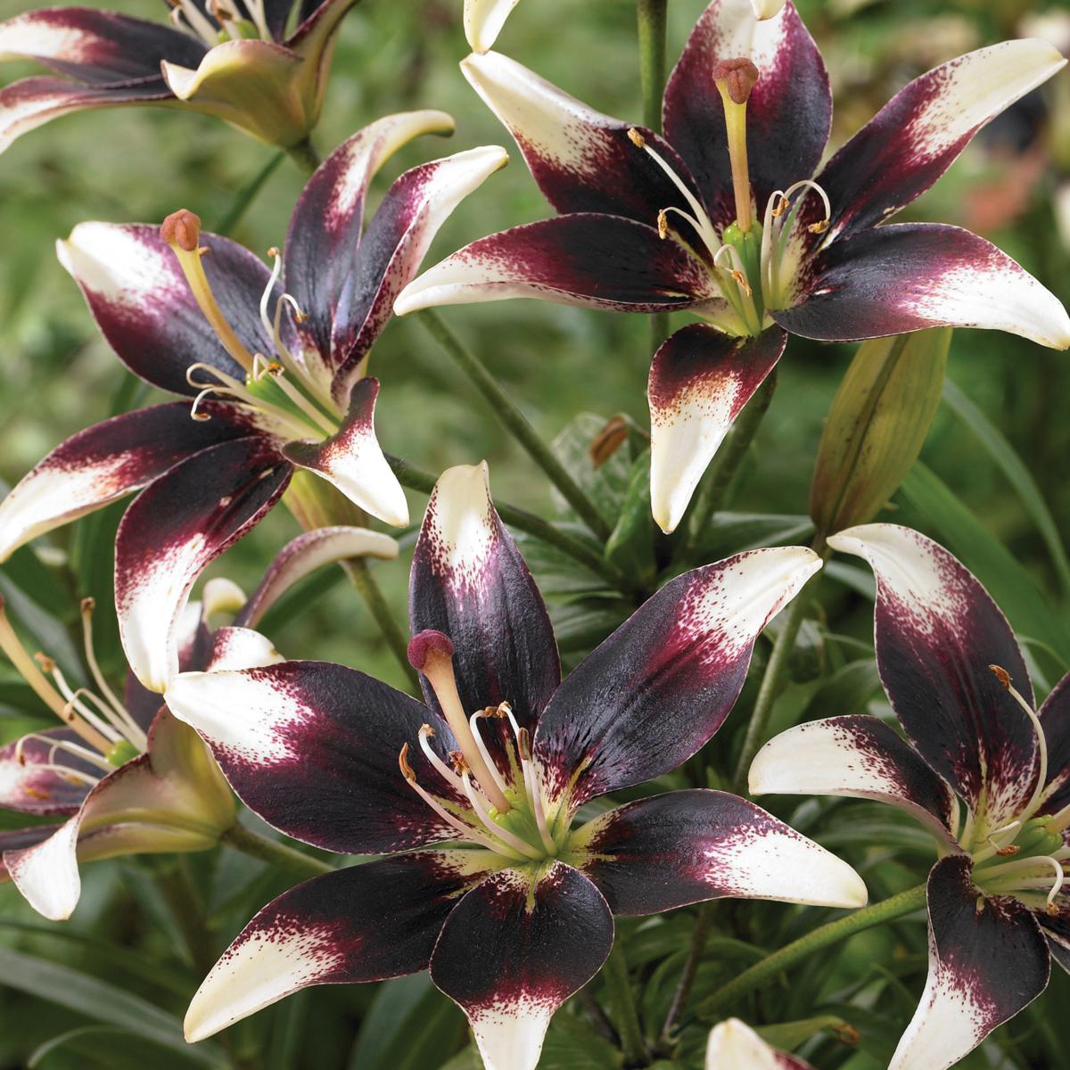 Van Zyverden Lilies Day & Night Collection Set of 12 Bulbs
