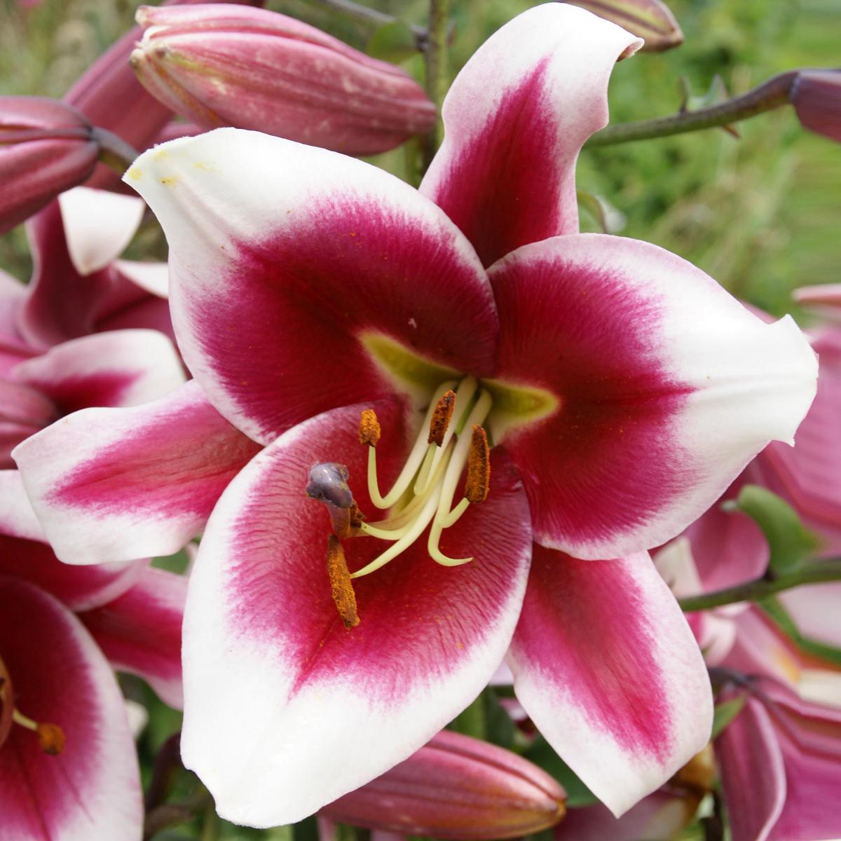 Van Zyverden Lilies Friso Set of 7 Bulbs | HSN