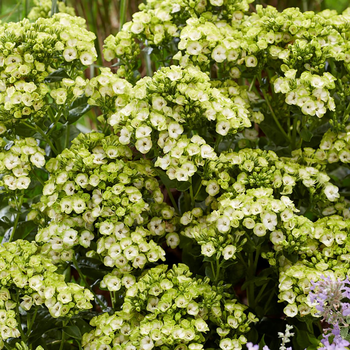 Van Zyverden Tall Phlox Orchid Green Set of 5 Roots | HSN