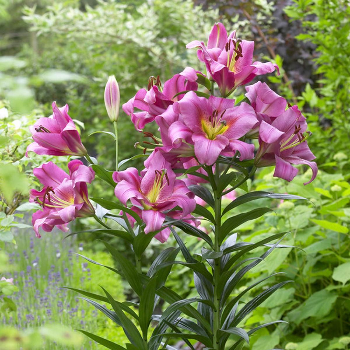 Longfield Gardens Lily Collections, 40-count | Costco