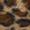 Brown Leopard