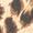 Taupe Animal
