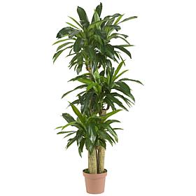 57 in. Corn Stalk Dracaena Silk Plant Real Touch