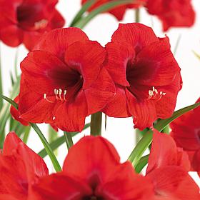 Amaryllis African Merry Christmas Bulb