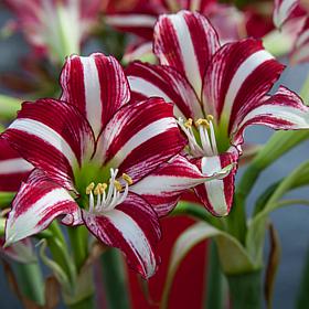 Amaryllis Fragrant Variety Santiago Bulb