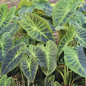 Antiquorum Illustris Elephant Ears - 1 Bulb