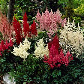 Astilbe Premium Mixed Colors Set of 5 Roots