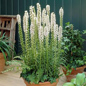 Blazing Star Liatris Spicata White Set of 25 Bulbs