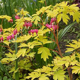 Bleeding Hearts Gold Heart Set of 1 Root