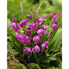 Bletilla Striata Hardy Garden Orchid Set of 3 Root