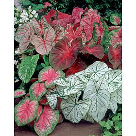 Caladiums Fancy Leaf Mixed Set of 18 Bulbs